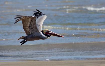 Brown pelican