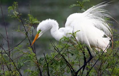 Great egret