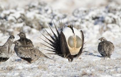 Sage-grouse