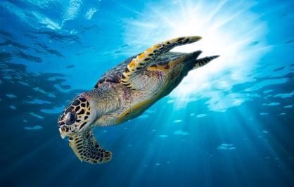 Hawksbill sea turtle