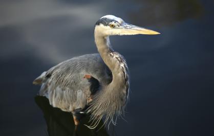 Blue heron