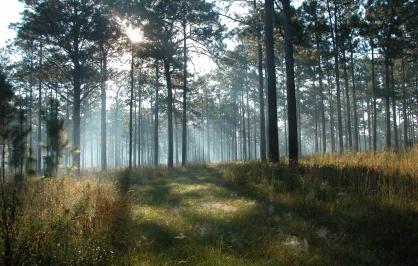 ​Longleaf pine forest