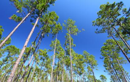 Longleaf pine