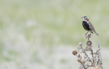 Chestnut-collared Longspur perched on branch