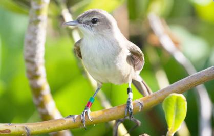 Millerbird, Laysan Island 