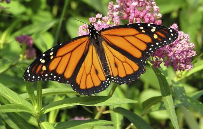 ​Monarch butterfly on milkweed