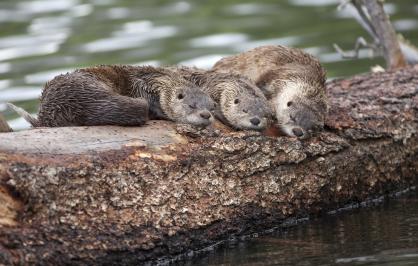 River otters