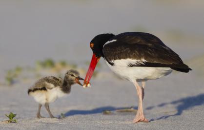 Oystercatcher with chick