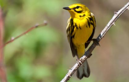 Prairie warbler in a tree