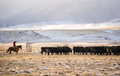 Rancher, Absaroka Range 