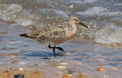 Red knot, Delaware Bay