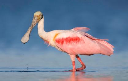 Roseate spoonbill