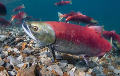 Sockeye salmon