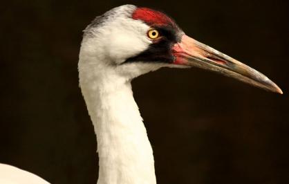 Whooping crane