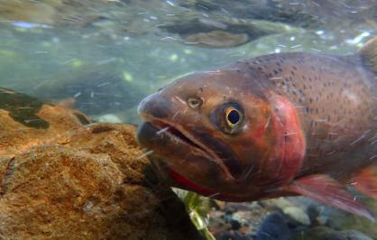 Yellowstone cutthroat trout swimming