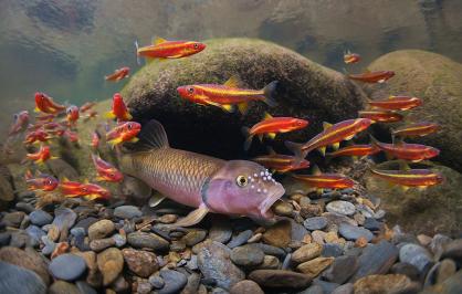 River chub and saffron shiners