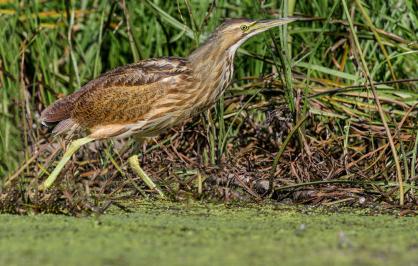 American bittern