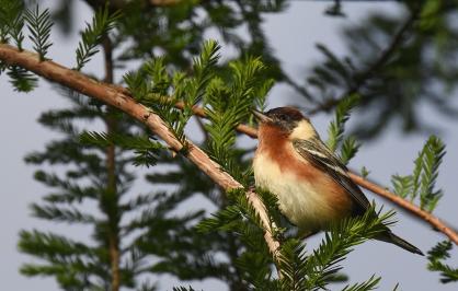 Bay-breasted warbler