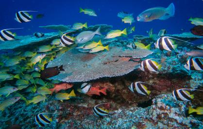 A variety of fish species swim above a patch reef 80 feet deep at French Frigate Shoals.