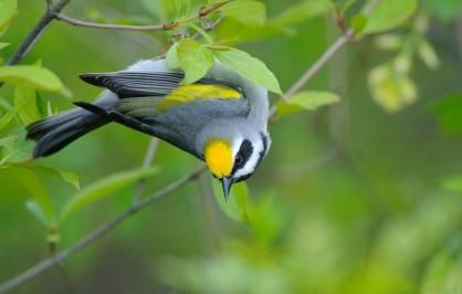 Golden-winged warbler 