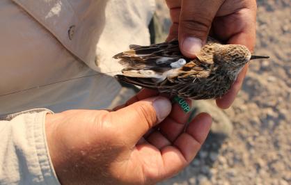 Researchers fitting semipalmated sandpiper with “nanotag” to track its movements in northern South America