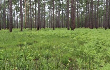 Longleaf forest