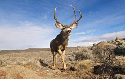 ​Mule deer