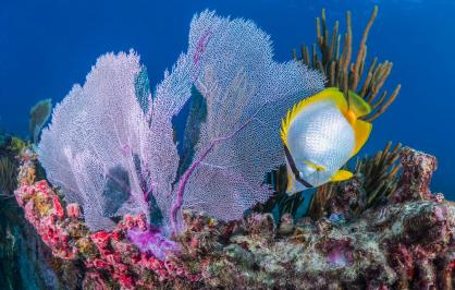 Butterfly fish and sea fan on a Florida reef