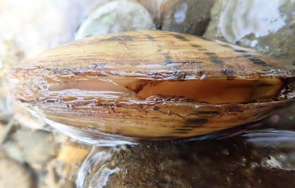 Alabama Rainbow mussel