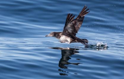 Pink-footed shearwater