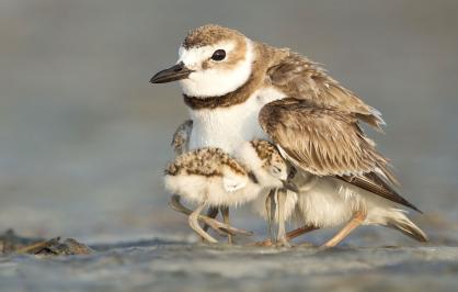 A Wilson’s plover sheltering its chicks on a beach in Florida