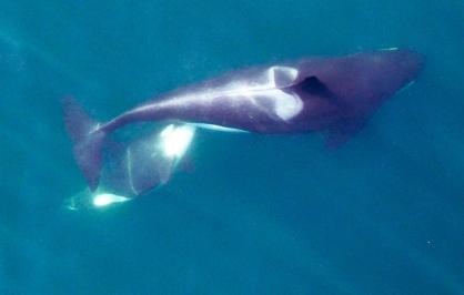 An adult female Southern Resident killer whale nursing her calf in waters off Washington state