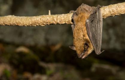 Brown bat