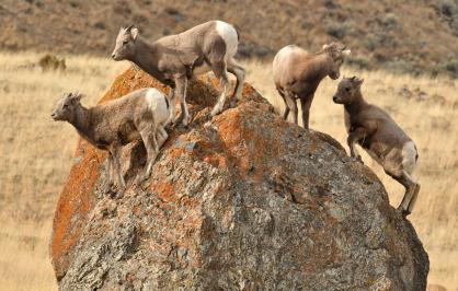 Bighorn sheep