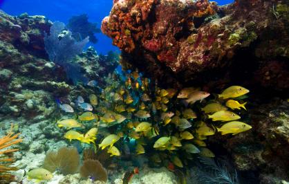 Fish and corals in the Florida Keys