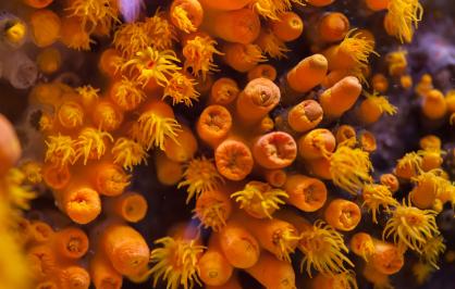 Corals, Puerto Rico