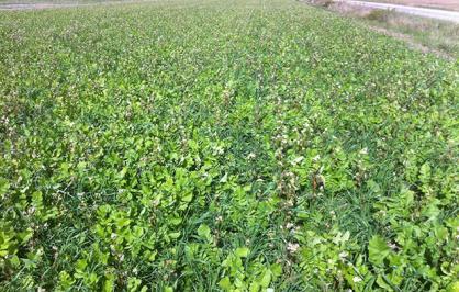 Cover crops