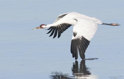 Whooping crane