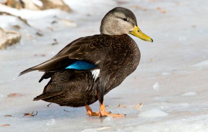 American black duck