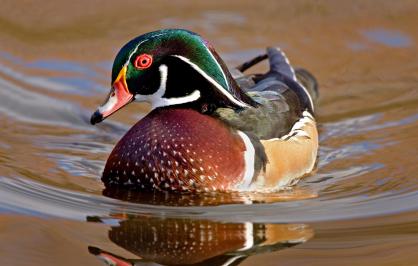 Wood duck