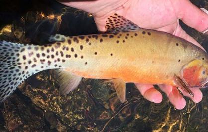 Rio Grande cutthroat trout, Credit: New Mexico Department of Game and Fish​