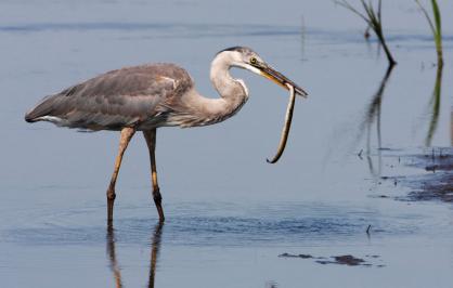 Great blue heron