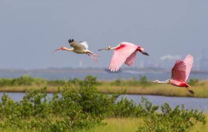 White ibis and roseate spoonbills ​