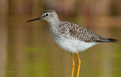 Lesser yellowlegs