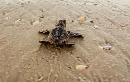 Loggerhead sea turtle hatchling