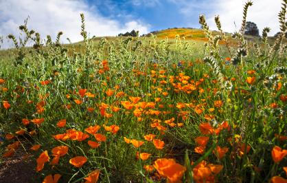 Los Padres National Forest