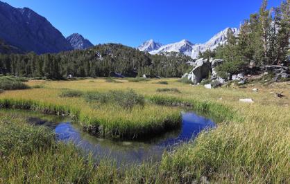  healthy wet meadow, one of 10,000 in California's Sierra Nevada