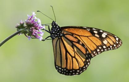 Monarch butterfly and milkweed