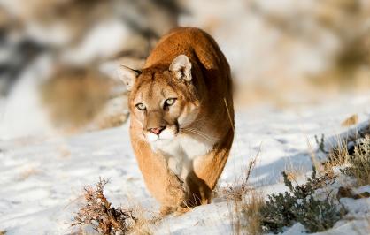 Mountain lion