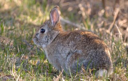 New England cottontail